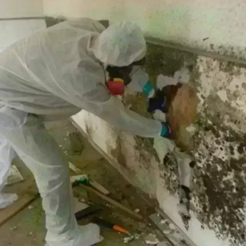 Mold Remediation and Removal in Parkville, MN